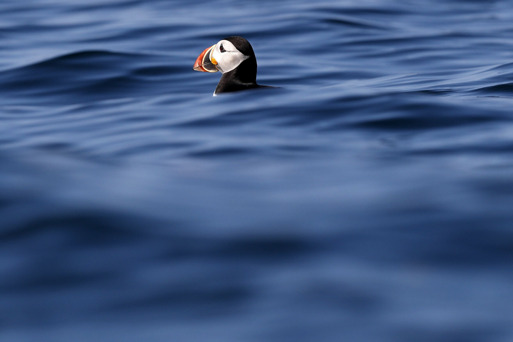 Puffin